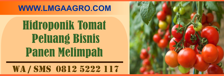 Hidroponik, tomat, peluang, bisnis, panen, melimpah