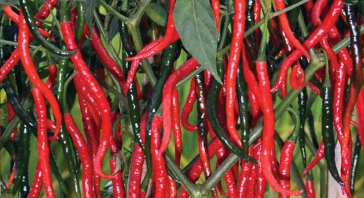 Cabe Keriting, Budidaya Cabe Keriting, Cabe TM 999, Bibit Cabe TM 999, Cabai TM 999, Manfaat Cabe, Khasiat Cabe, Manfaat Cabe, Khasiat Cabai, Lmga Agro, Toko Pertanian, Toko Pertanian Terdekat, Toko Tani
