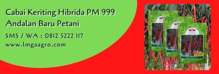 pm 999,cabe keriting,budidaya cabe,benih cabe,bibit cabe,lmga agro