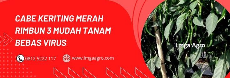 Cabe Keriting Merah, Cabe Merah Keriting, Cabe Keriting, Cabe Rimbun 3, rimbun 3, Cabai, Cabe, Keriting, tahan Virus, LMGA AGRO, Cao Kapal Terbang, Toko Pertanian, Toko Pertanian Terdekat
