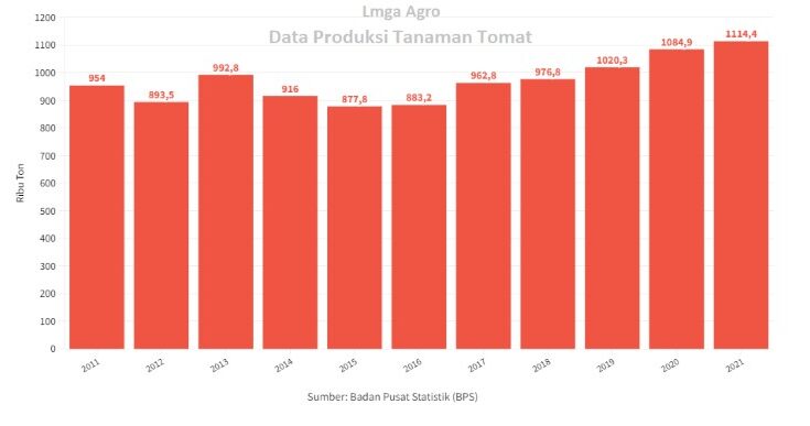Benih Tomat Tahan Virus, Hasil Panen Tomat, Produksi Tomat, Data Produksi Tomat, Cara Menanam Tomat, Budidaya Tomat, Bibit Tomat, Bibit Tomat Unggul, Lmga Agro, Toko Pertanian, Toko Tani, Toko Pertanian Terdekat