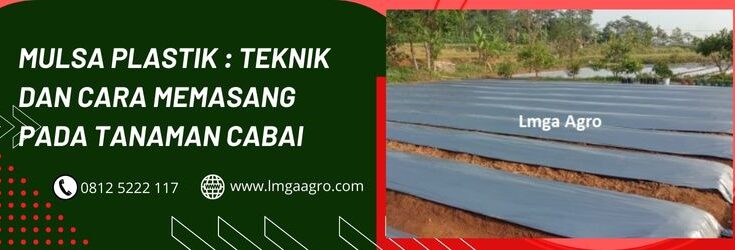 Mulsa Plastik, Plastik Mulsa, Mulsa MHP, Mulsa Hitam Perak, Mulsa Adalah, Cara Memasang Mulsa, Tanaman Cabe, Cara Menanam Cabe, Harga Plastik Mulsa, Harga Plastik Mulsa, Muksa Plastik Hitam Perak, Harga Mulsa, Toko Pertanian, Toko Pertanian Terdekat, Lmga Agro