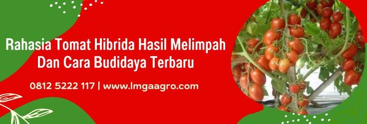 Tomat Hibrida, Budidaya Tomat Hibrida, Cara Menanam Tomat, Budidaya Tomat, Tanaman Tomat, Tomat, Benih Tomat, Lmga Agro, Toko Pertanian