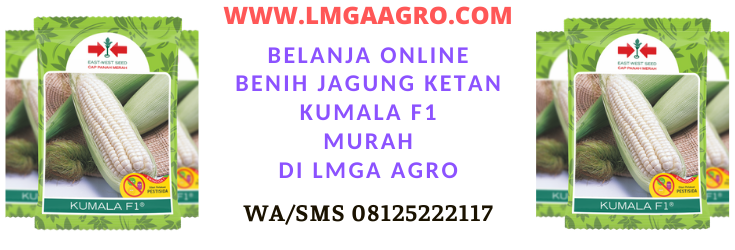 Jagung Ketan Kumala, Kagung Pulut Kumala, Jagung Putih Kumala, Jagung Ketan, Jagung Pulut, Jagung Putih, East West, East West Seed, Panah Merah, Lmga Agro, Toko Pertanian