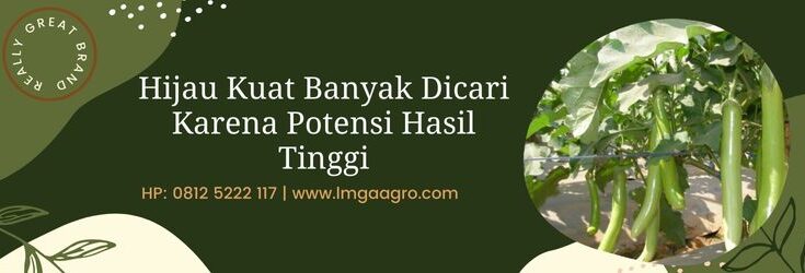 Hijau Kuat, Terong Hijau Kuat, Tanaman Terong, Budidaya Terong, Known You Seed, Lmga Agro