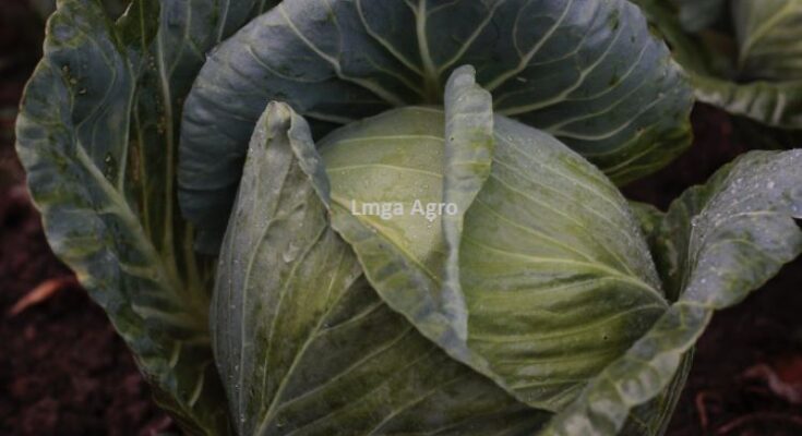 Kubis, Kol, Kubis Green Nova, Kol Green Nova, Benih Kubis Green Nova, Bibit Kubis Green Nova, Manfaat Kubis, Kubis Dataran Tinggi, Lmga Agro, Toko Pertanian, Toko Pertanian Terdekat Takii Seed