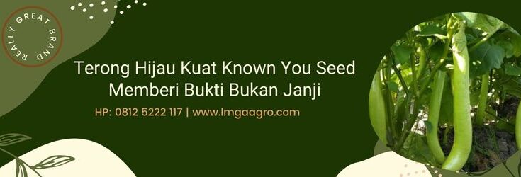 Terong Hijau Kuat, Benih Terong Hijau Kuat, Bibit Terong Hijau Kuat, Tanaman Terong Hijau Kuat, Budidaya Terong Hijau Kuat, Known You Seed, Lmga Agro, Benih Terong Hijau Kuat, Bibit Terong Hijau Kuat,