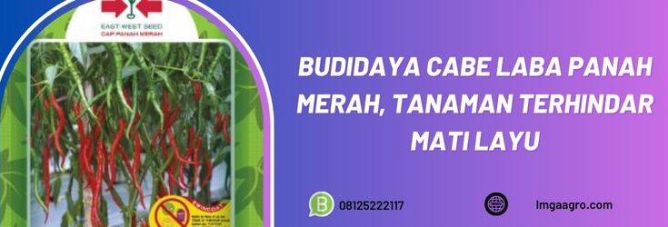 harga cabai keriting hari ini, harga cabai hari ini, cabe laba f1, bibit cabe laba, harga bibit cabe laba f1, jual benih cabe laba, cabe laba harga murah, benih cabe laba murah, panah merah, cap panah merah, bibit cap panah merah,benih cap panah merah, cabe cap panah merah, lmga agro, toko pertanian, toko pertanian terdekat