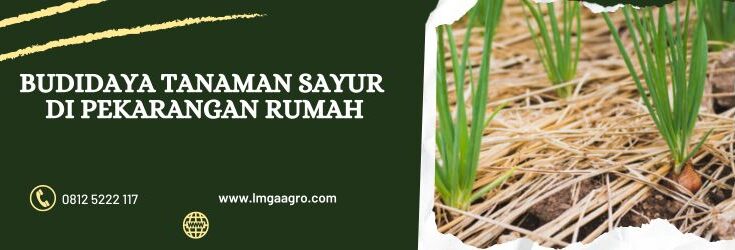 Budidaya Tanaman Sayur, Budidaya Tanaman Sayuran, Sayuran, Sayur, Benih Sayur, Bibit Sayur, Pekarangan Rumah, Jual Benih Sayur, Toko Pertanian, Lmga Agro