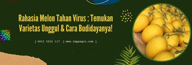 Melon Tahan Virus, Benih Melon Tahan Virus, Melon Antivirus, Melon Antivirus Trebaik. Harga Murah, Jual Benih Melon, Tanaman Melon, Budidaya Melon, Tanam Melon, Lmga Agro, Toko Pertanian