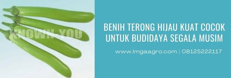 Benih Terong, Benih Terong Hijau Kuat, Bibit Terong Hijau Kuat, Bibit Terong Unggul, Harga Terong Hijau Kuat, Known You Seed, Budidaya Terong, Tanaman Terong, Lmga Agro, Toko Pertanian, Toko Pertanian Terdekat