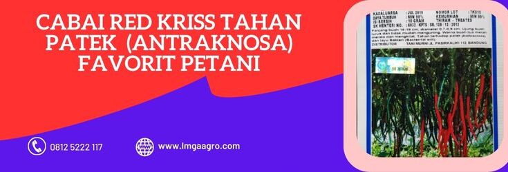 red kriss, cabai red kriss, benih, benih cabai, benih cabai tahan virus, takii seed, lmga agro, toko pertanian, toko pertanian terdekat, tani murni