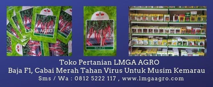 Baja F1, Cabai Merah Baja, East West, Tahan Virus, LMGA AGRO, Harga Diskon, Promo, Jual Cabai Baja