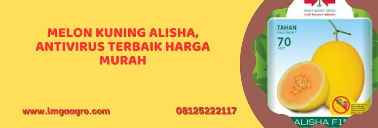melon alisha, melon kuning alisha, melon golden alisha, melon kulit kuning alisha, benih melon alisha, bibit melon alisha, melon tahan virus, benih, toko pertanian, toko pertanian terdekat, panah merah, cap panah merah, east west seed, east west seed indonesia, lmga agro, panah merah