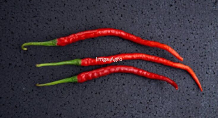 Cabai Keriting F1 Djitu, Cabe Djitu, Cabe Keriting Djitu, Cabai Djitu, Cabe Keriting Djitu, Cabe Djitu F1, Matahari Seed, CV Aditya Sentana Agro, Toko Pertanian, Toko Pertanian Terdekat, Toko Tani, Lmga Agro