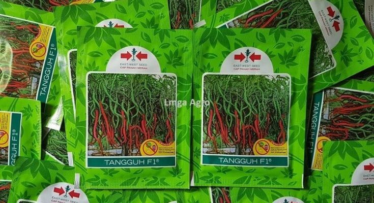 Cara Belanja Pertanian, Belanja Online, Belanja Pertanian, Toko Tani, Toko Pertanian, Cabe Tangguh, Petani, Pertanian, petani perbatasan, Perbatasan Indonesia, Lmga Agro