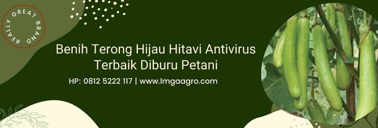 Terong Hijau, Terong Hijau Hitavi, Terong Htavi, Hitavi F1, Panah Merah, Tanaman Terong, Budidaya Terong, Lmga Agro, Toko Pertanian