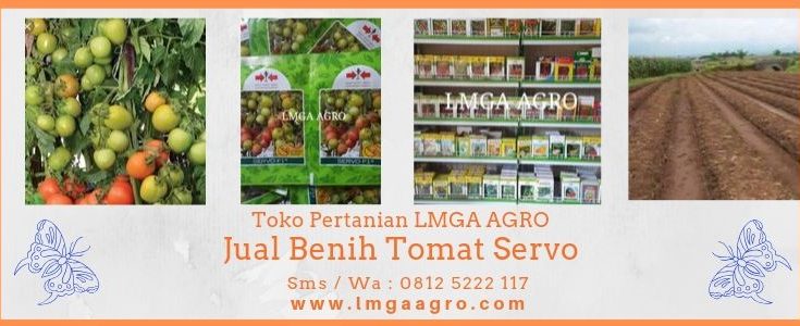 Jual Benih Tomat Servo, Juragan Tomat, Tomat Servo, Harga Diskon, Promo, LMGA AGRO