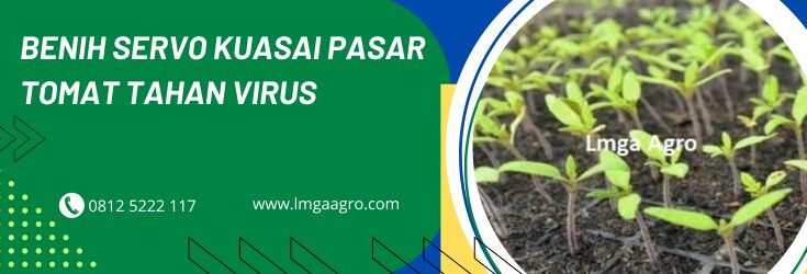 bibit tomat, tomat servo, benih tomat, jarak tanam tomat, bibit tomat unggul, fungisida untuk tomat di musim hujan, harga bibit tomat, bibit tomat servo f1,panah merah, east west seed,lmga agro, toko pertanian, toko pertanian terdekat,