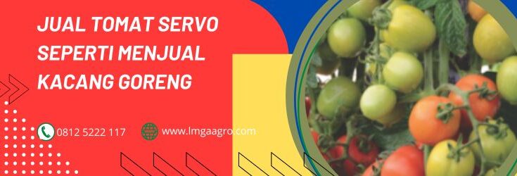 jual tomat servo, jual benih tomat servo, beli bibit tomat servo, jual benih tomat servo, benih tomat servo, harga benih tomat servo, beli benih tomat servo, toko benih tomat servo, jual benih tomat servo murah, benih tomat servo berkualitas, jual benih tomat servo online, tempat jual benih tomat servo, agen benih tomat servo, toko pertanian, toko pertanian terdekat, belanja online, lmga agro
