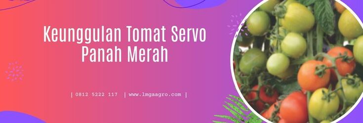 tomat servo, benih tomat servo, bibit tomat servo, panah merah, lmga agro, toko pertanian, potensi hasil panen tinggi, kualitas unggul benih, adaptabilitas terhadap iklim, perlindungan terhadap hama dan penyakit, ramah lingkungan, meningkatkan keuntungan, didukung oleh penelitian dan pengembangan, hasil panen melimpah, jual benih harga murah, solusi pertanian unggul