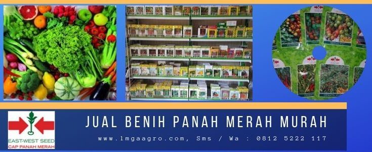 Jual Benih Panah Merah Murah, LMGA AGRO, Harga Diskon, Promo, Toko Pertanian