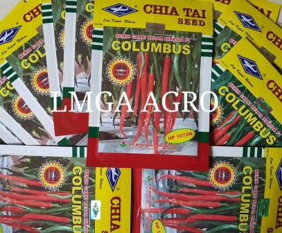 MENANAM CABAI COLUMBUS
