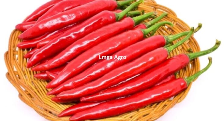 Cabe Columbus, Cabai Columbus, Cabe, Cabe Merah, Cabai Merah, Harga Cabai Merah Hari ini, Cabe Merah Besar, Tanaman Cabe, Pohon Cabe, Benih Cabe Columbus, Bibit Cabe Columbus, Toko, Toko Pertanian, Toko Pertanian Terdekat, Lmga Agro