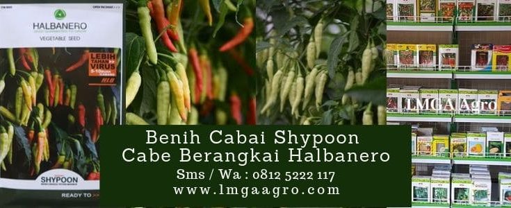 Cabai Shypoon, Benih cabe Shypoon, Shypoon, Cabe Shypoon, Cara menanam cabe Shypoon, LMGA AGRO, Harga Diskon, Promo, Murah
