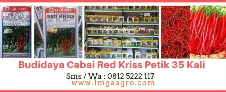 Cabe Red Kriss, Tanaman Cabe Red Kriss, Budidaya Cabe Red Kriss, Mandiri Bisnis Cabe Red Kriss, peluang Usaha Cabe Red Kriss, Jual Cabe Red Kriss, LMGA AGRO, Harga diskon, Toko pertanian, Toko Pertanian Terdekat, Toko Tani, Harga Murah