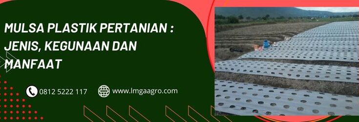 Plastik Mulsa Pertanian, Mulsa Plastik, Plastik Mulsa, Mulsa MHP, Mulsa Hitam Perak, Mulsa Adalah, Cara Memasang Mulsa, Harga Plastik Mulsa, Mulsa Plastik Hitam Perak, Harga Mulsa, Toko Pertanian, Toko Pertanian Terdekat, Lmga Agro