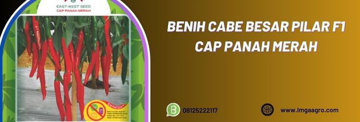 Benih Cabe Besar Pilar F1, Cabe Besar Pilar, Cabe Pilar Cap Panah Merah, Cabe Merah Pilar, Cabe Besar Pilar F1, Cabe Pilar F1, Lmga Agro