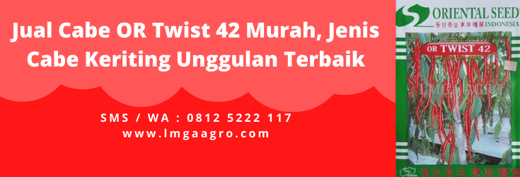 bibit cabe or twist 42,benih cabe or twist 42,cabe keriting or twist 42,keunggulan cabe keriting or twist 42,harga benih cabe or twist 42,cabe keriting,tanaman cabe keriting, cabe keriting unggul, bibit cabe keriting, cabai keriting merah, LMGA AGRO
