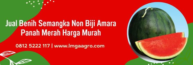Semangka Non Biji Amara, Semangka Amara, Semangka Tanpa Biji Amara, Semangka Panah Merah, Tanpa Biji, Bibit Semangka, Benih Semangka, Lmga Agro, Panah Merah, Toko Pertanian