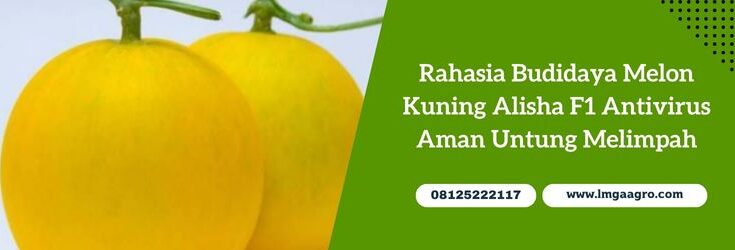Budidaya Melon Kuning, Melon Alisha, Benih Melon Alisha, Bibit Melon Alisha, Budidata Melon Alisha, Jual Melon Alisha, Toko Pertanian, Toko Pertanian Terdekat, Lmga Agro