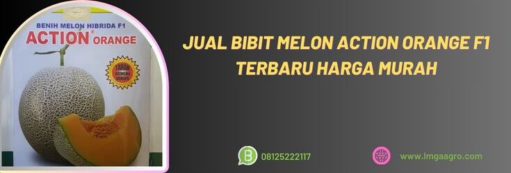 Melon Action Orange, Benih Melon Action Orange, Bibit Melon Action Orange, Melon Orange, Action Orange F1, Bisi, Bisi International, Cap Kapal Terbang, Kapal Terbang, Lmga Agro