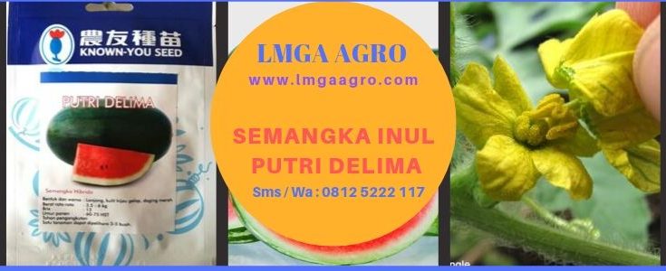 Semangka Inul Putri Delima, Semangka inul, Benih Semangka, LMGA AGRO, Harga diskon, Murah, Promo