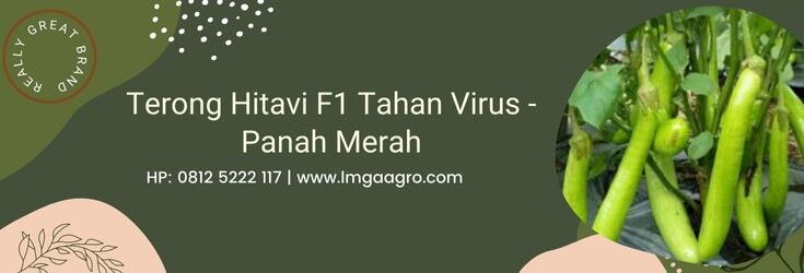 Terong, Benih Terong, Bibit Terong, Tanaman Terong, Terong Hitavi, Terong Hitavi F1, Panah Merah, East West Seed, Cap Panah Merah, Budidaya Terong, Antivirus, Antivirus Terbaik, Lmga Agro, Toko Pertanian