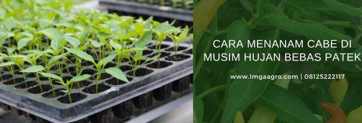 Cara Menanam Cabe, Budidaya Cabe, Tanaman Cabe, Menanam Cabe, Tanaman Cabe, Lmga Agro, Toko Oertanian, Patek, Cacar Buah