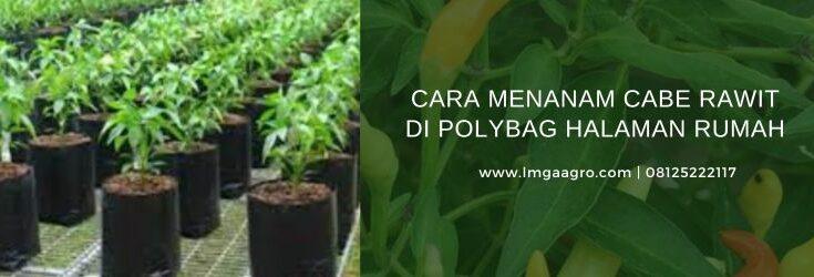 Cara Menanam Cabe Rawit, Tanam Cabe Rawit, Budidaya Cabe Rawit, Tanaman Cabe Rawit, Tanaman Cabe Di Polybag, Polybang, Lmga Agro, Toko Pertanian