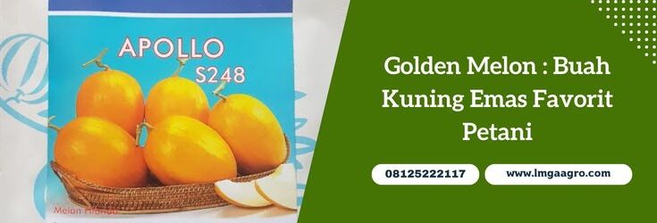 Golden Melon, Melon Golden, Benih Melon Golden, Benih Golden Melon, Benih Melon Kuning, Bibit Melon Kuning, Benih, Bibit, Toko Pertanian, Toko Pertanian terdekat, Lmga Agro