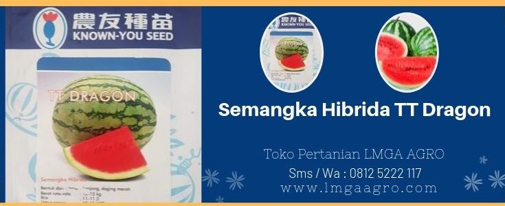 Semangka Hibrida TT Dragon, Semangka TT Dragon, TT Dragon, Harga Murah, Promo, LMGA AGRO