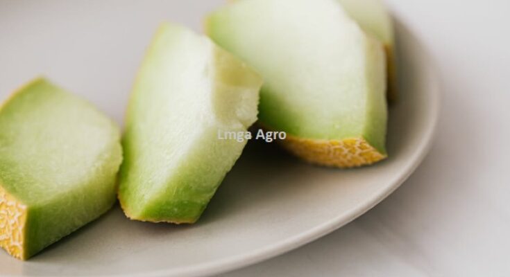 Budidaya Melon Alina, Benih Melon Alina, Bibit Melon Alina, Melon Alina, Melon Antivirus, Tanaman Melon, Budidaya Melon, Panah Merah, East West Seed, Ewindo, Lmga Agro, Toko Pertanian, Toko Pertanian Terdekat