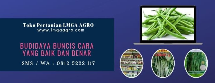 Buncis, Budidaya, Ucet, Jual benih buncis, Cara menanam buncis, Tanaman buncis, Harga diskon, LMGA AGRO