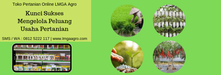 Kunci Sukses, Usaha Pertanian, Sukses, Usaha, Pertanian, Hidroponik, Budidaya Tanaman, Toko Pertanian, Benih Tanaman, Sistem Hidroponik, LMGA Agro