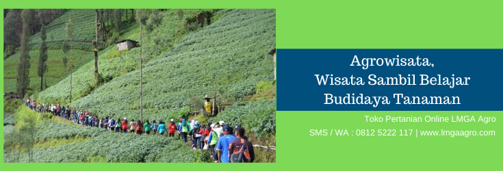 agrowisata,wisata,pariwisata,budidaya,tanaman,budidaya tanaman
