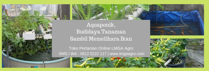aquaponik,budidaya tanaman,budidaya,tanaman,hidroponik,benih,bibit,cabe,tomat