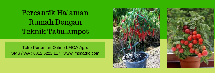 Tabulampot,budidaya,pertanian,pot,solusi,rumah,tanaman,buah,tanaman buah