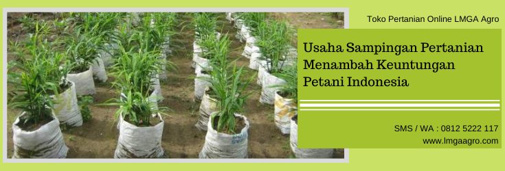 usaha,usaha sampingan,pertanian,petani,budidaya tanaman,tanaman,budidaya