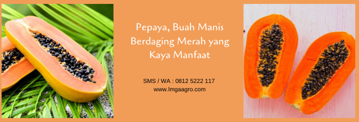 Pepaya, buah pepaya, budidaya tanaman, buah, lmga agro
